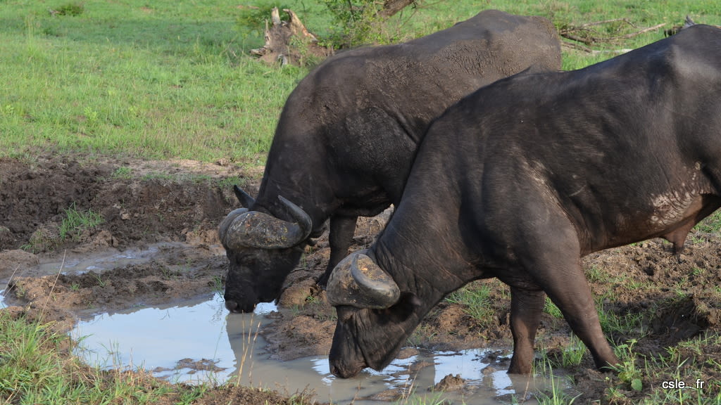 Buffle – safari afrique du sud (4)