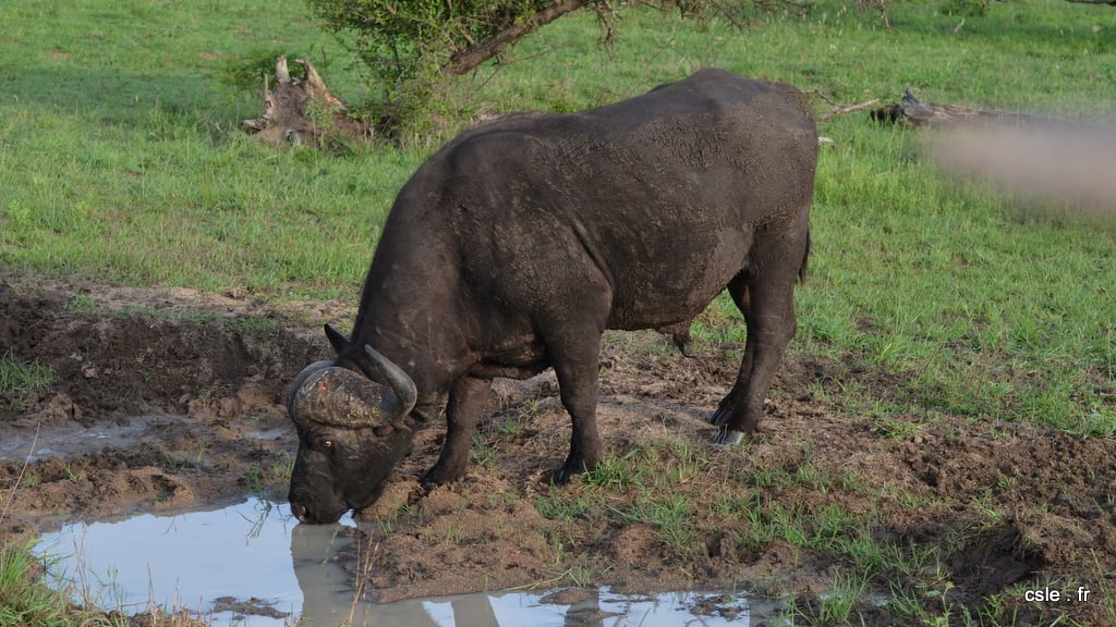 Buffle – safari afrique du sud (3)