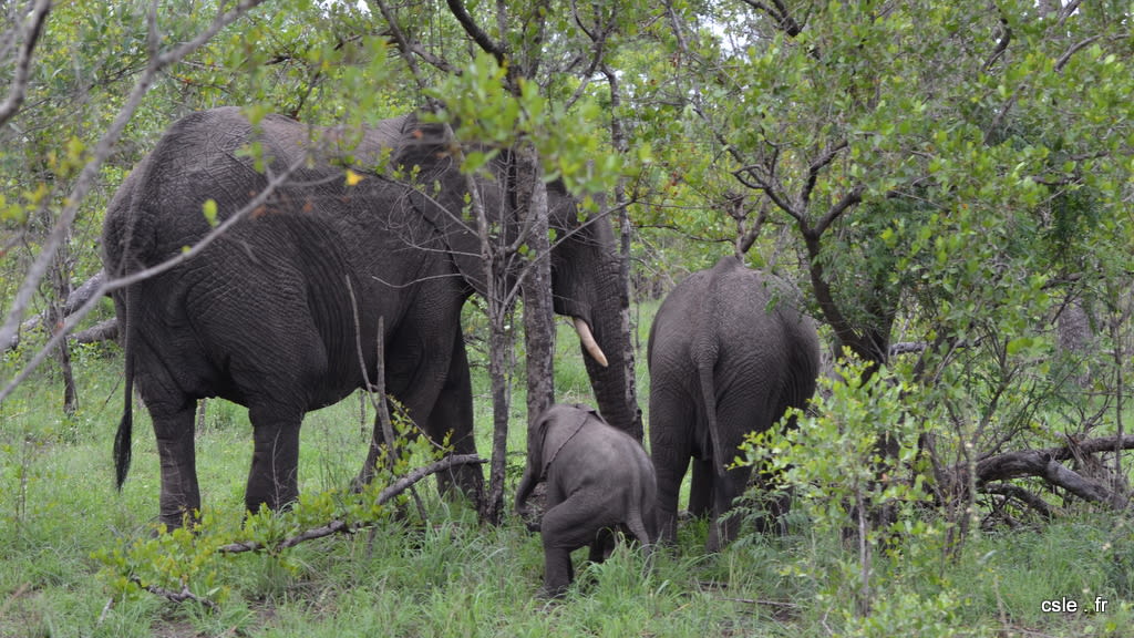 elephant – safari Afrique du Sud (11)