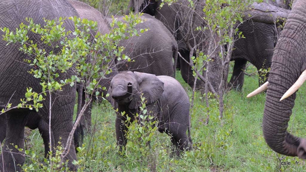 elephant – safari Afrique du Sud (8)