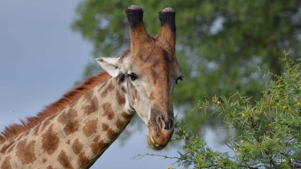 safari Afrique du sud – girafe (2)