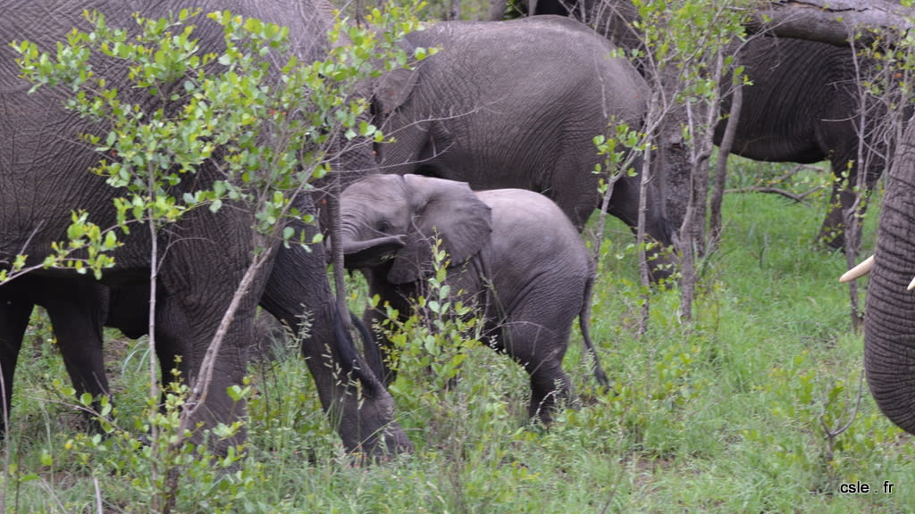 elephant – safari Afrique du Sud (7)