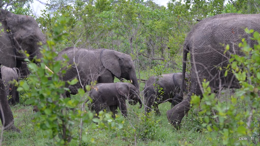 elephant – safari Afrique du Sud (6)