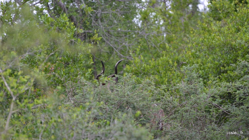 safari à pied