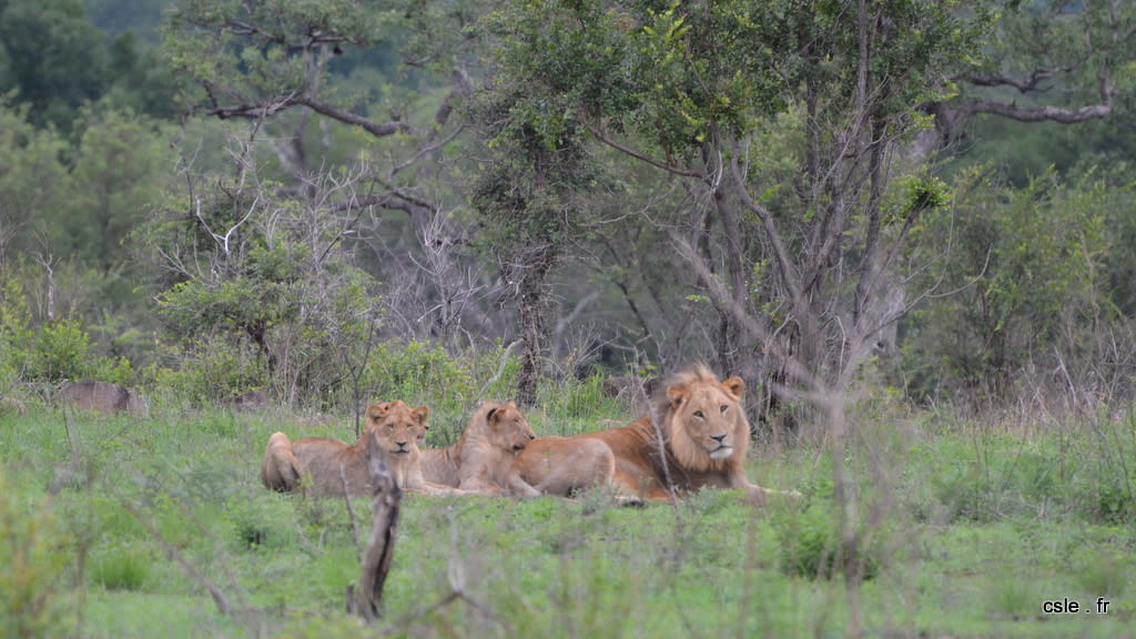 lion et lionnes – safari en afrique du sud (4)