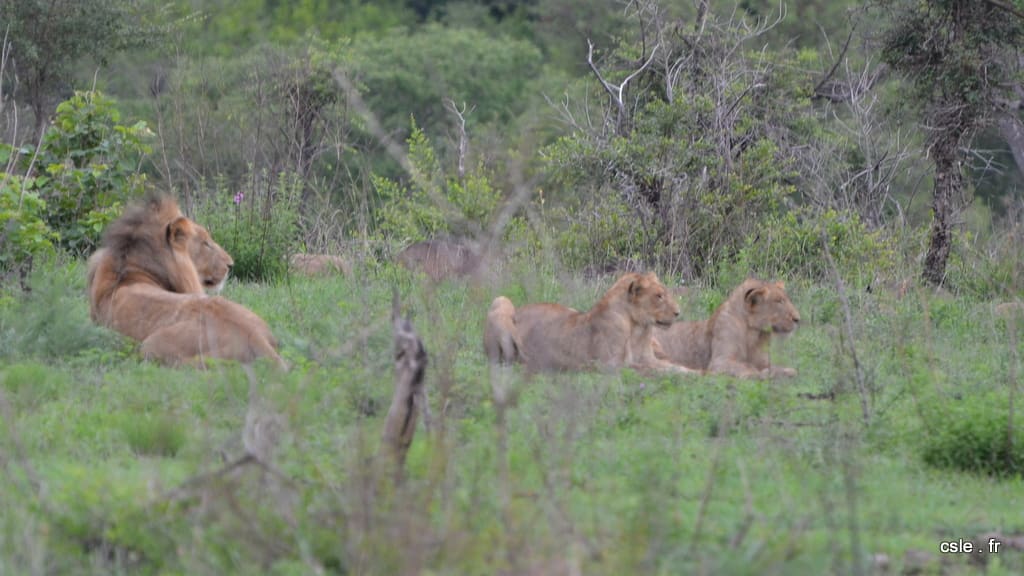 lion et lionnes – safari en afrique du sud sabi sand