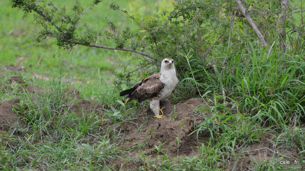 oiseau rapace aigle Afrique du sud safari