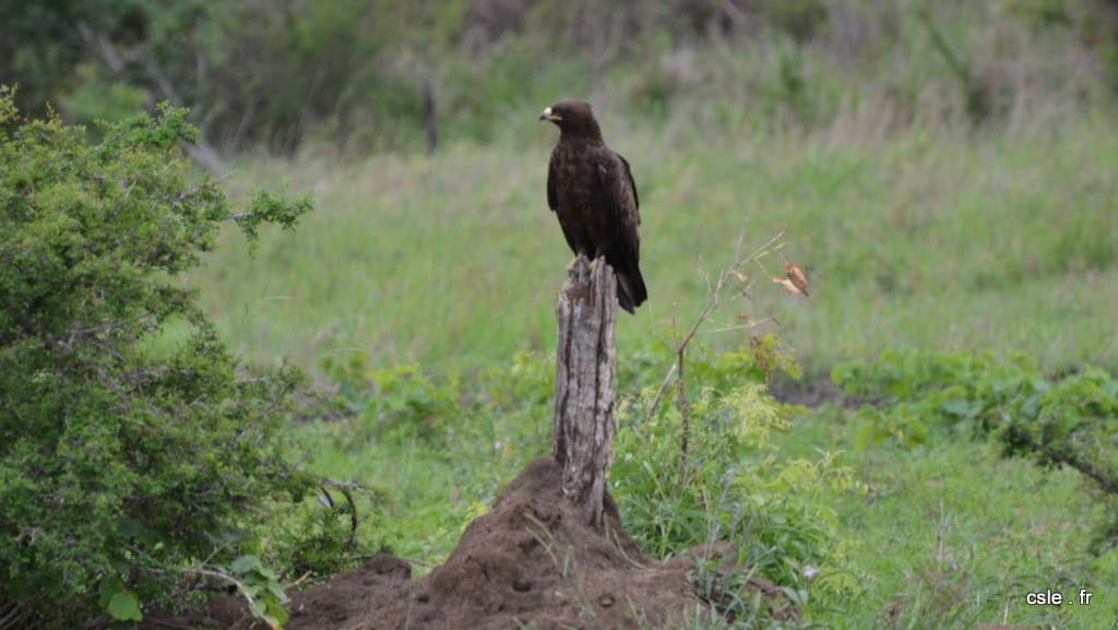 oiseau rapace Afrique du sud safari