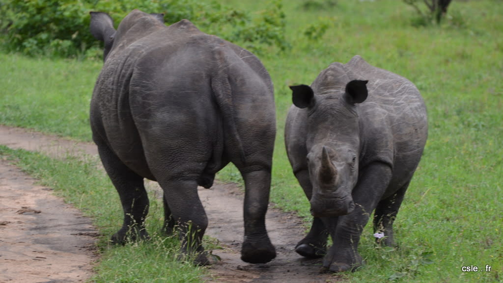 Rhinoceros – safari Afrique du Sud