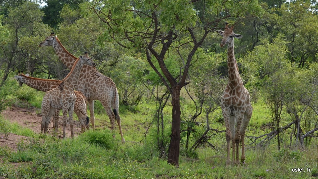 safari Afrique du sud -girafe