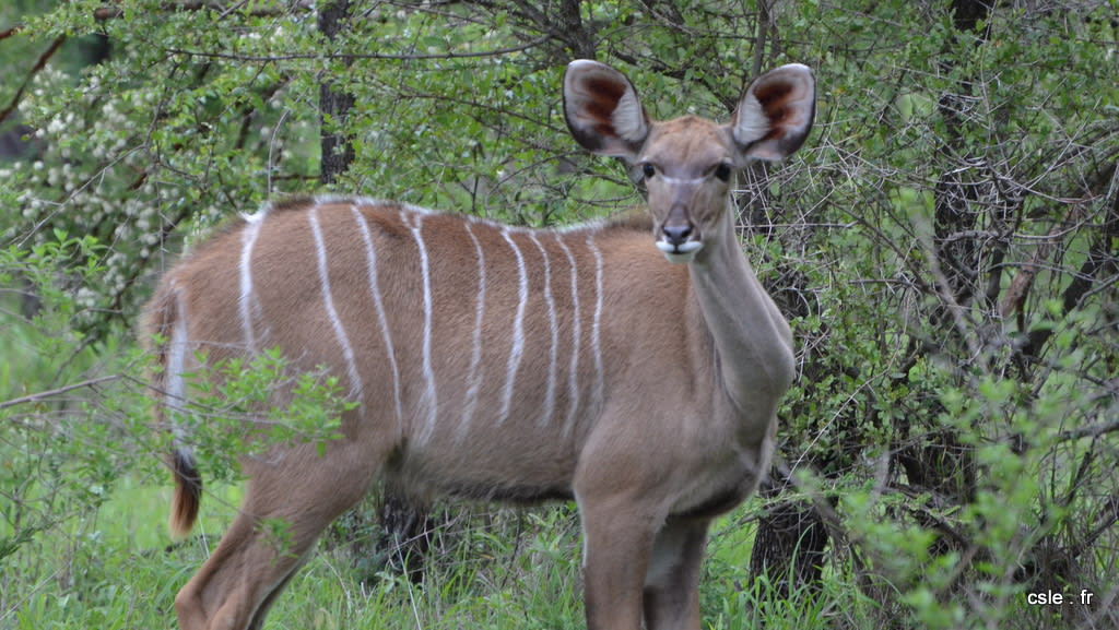 safari Afrique du sud (4)