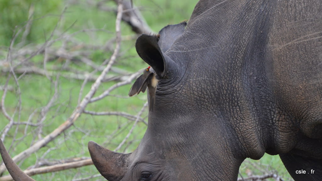 Rhinoceros – safari Afrique du sud (6)