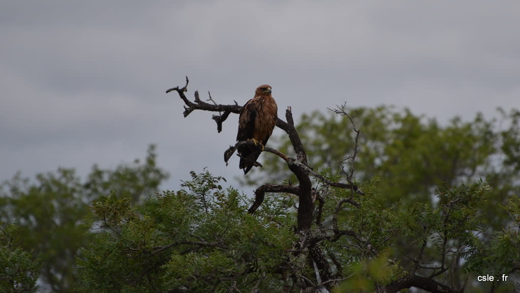 oiseau Afrique du sud safari (7)