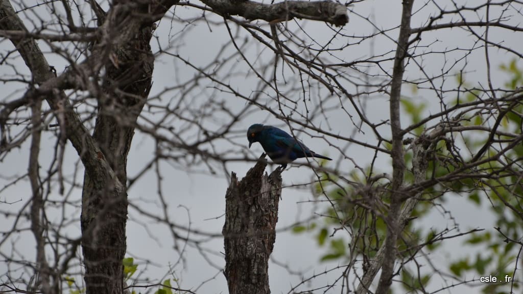 oiseau Afrique du sud safari (6)