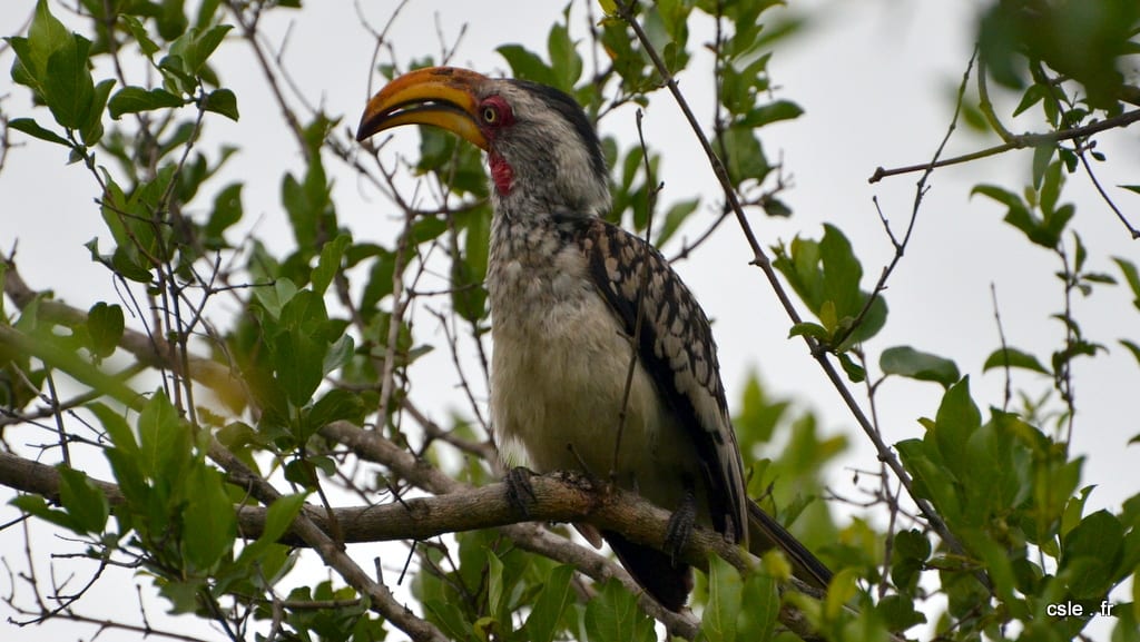 oiseau Afrique du sud safari (5)