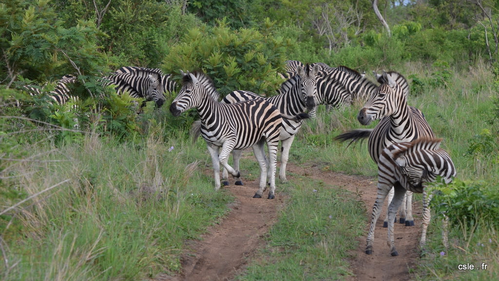 safari Afrique du sud – zèbre