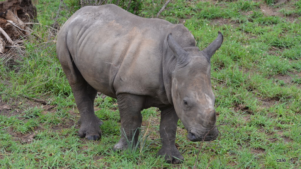 Rhinoceros – safari Afrique du sud (3)