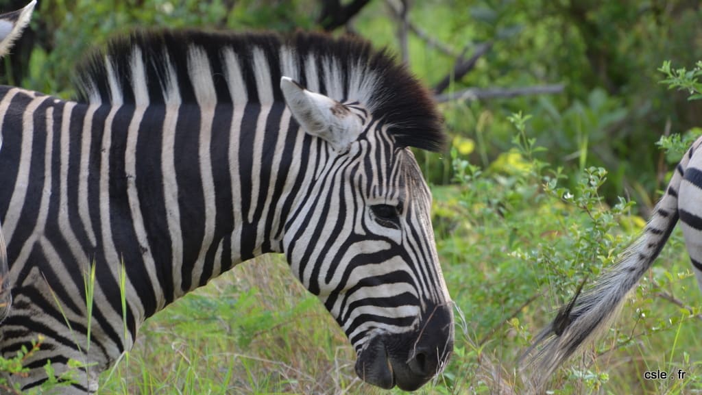 safari Afrique du sud – zèbre (3)