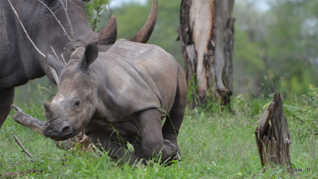 Bébé rhinoceros – safari Afrique du sud