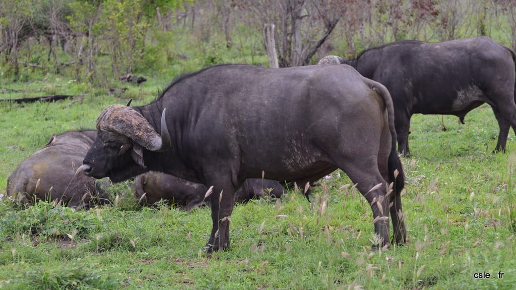 Buffle – safari afrique du sud