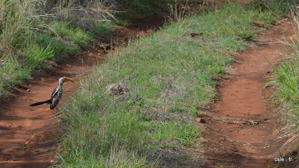 oiseau safari afrique du sud (2)