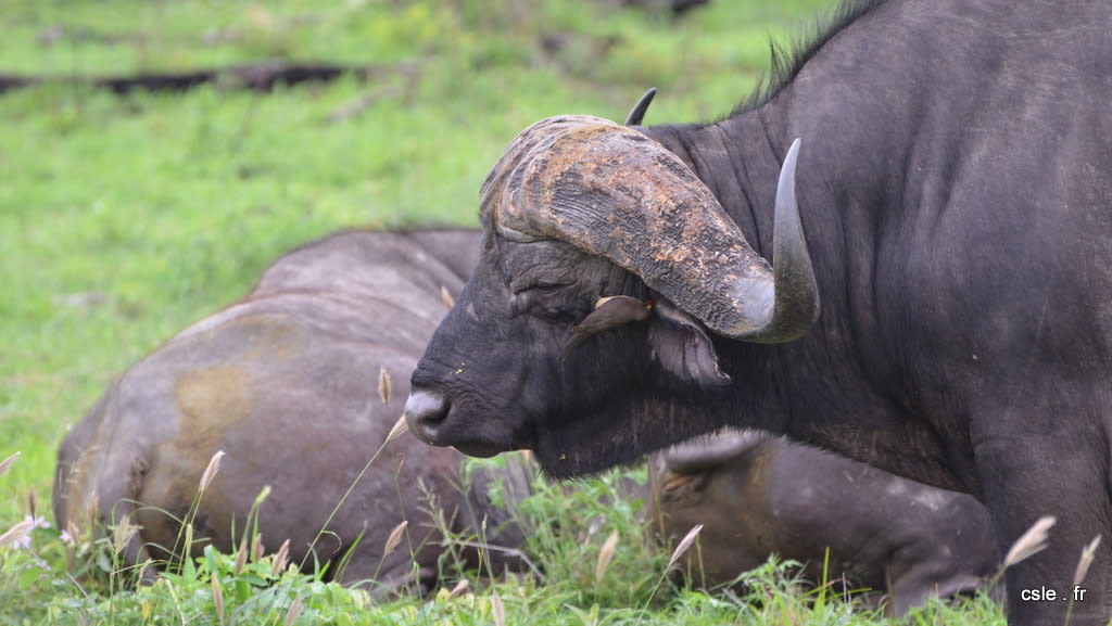 Buffle – safari afrique du sud sabi sand