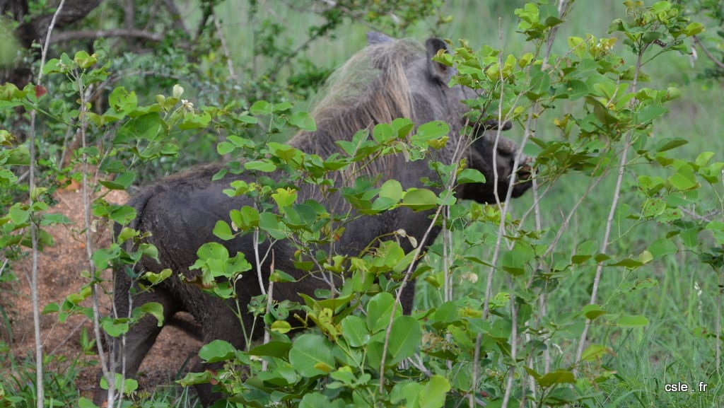 safari Afrique du sud – phacochère