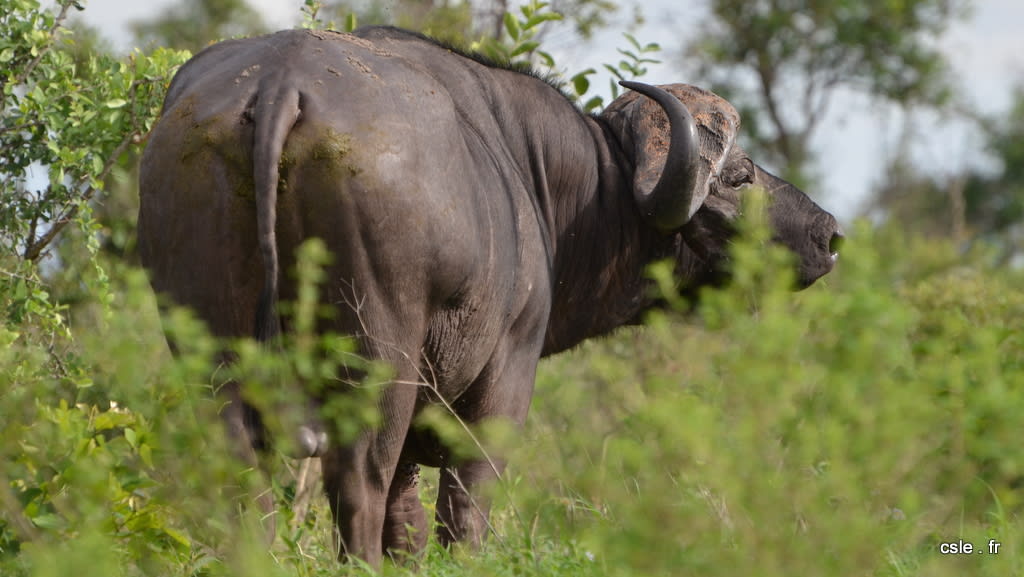 Buffle – safari afrique du sud (7)