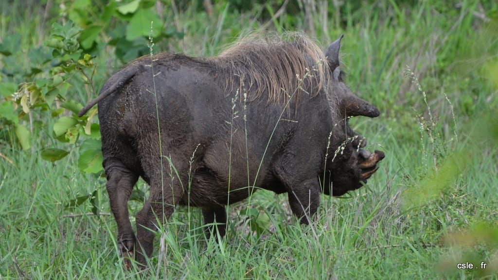 safari Afrique du sud – phacochère (2)