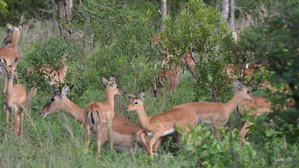 safari Afrique du sud – impala