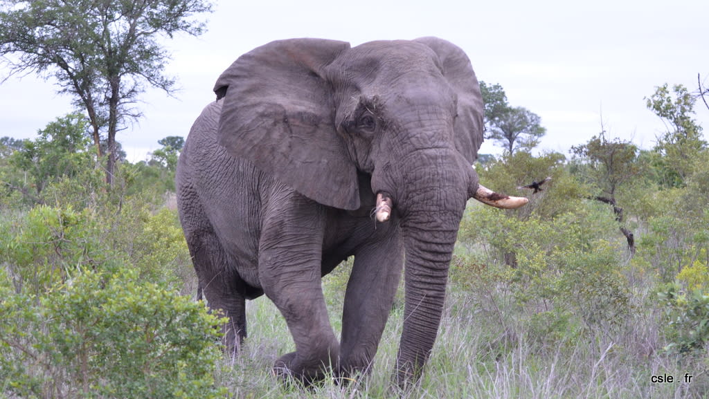 elephant – safari Afrique du Sud (12)