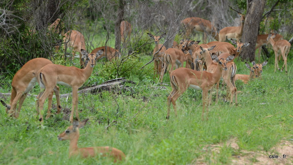 safari Afrique du sud – impala (2)