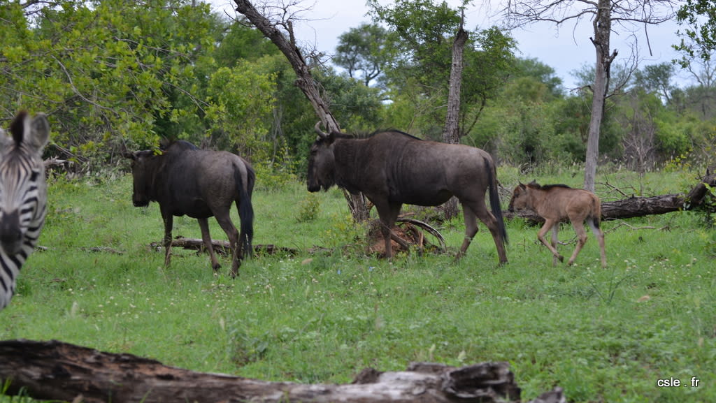 Safari Afrique du sud – gnou (2)