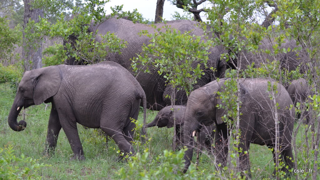 elephant – safari Afrique du Sud (9)