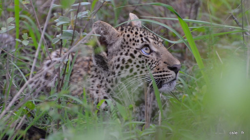 léopard – safari afrique du sud