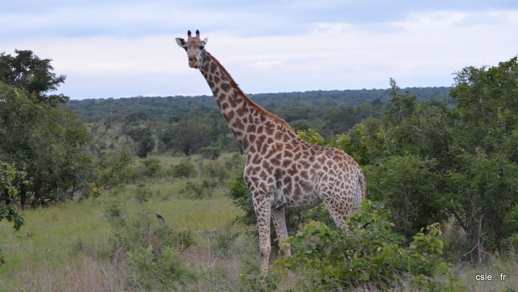 safari Afrique du sud – girafe