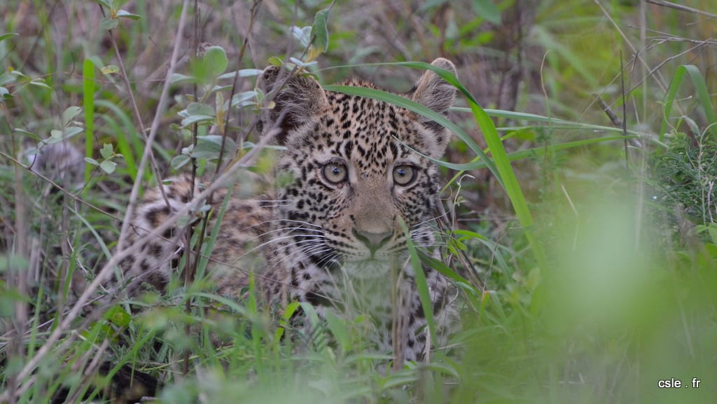 léopard – safari afrique du sud sabi sand