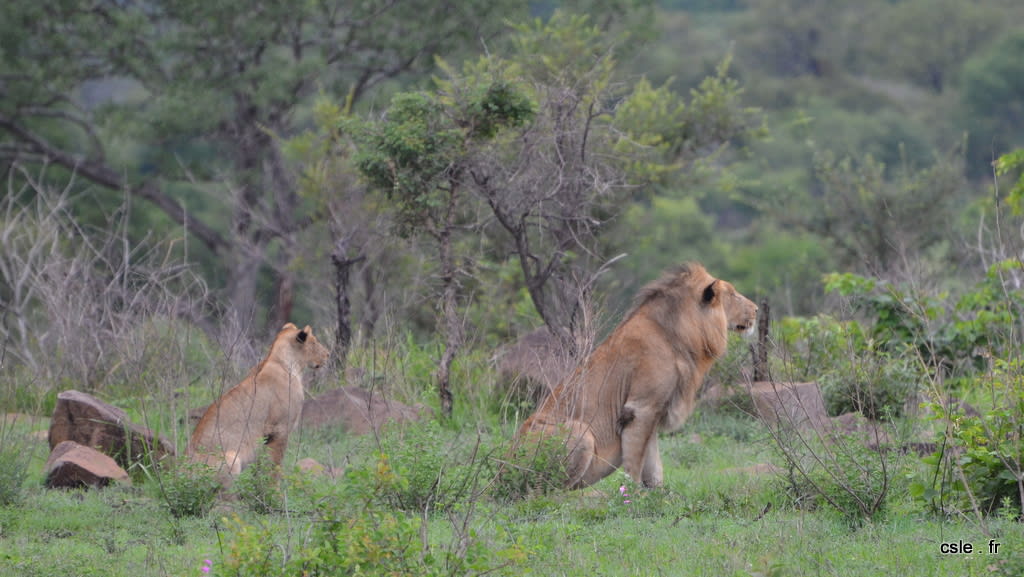 lion et lionnes – safari en afrique du sud (7)