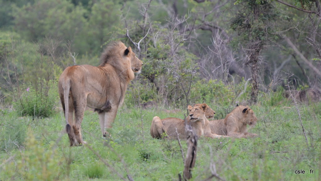 lion et lionnes – safari en afrique du sud (2)