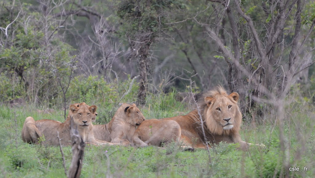 lion et lionnes – safari en afrique du sud (3)