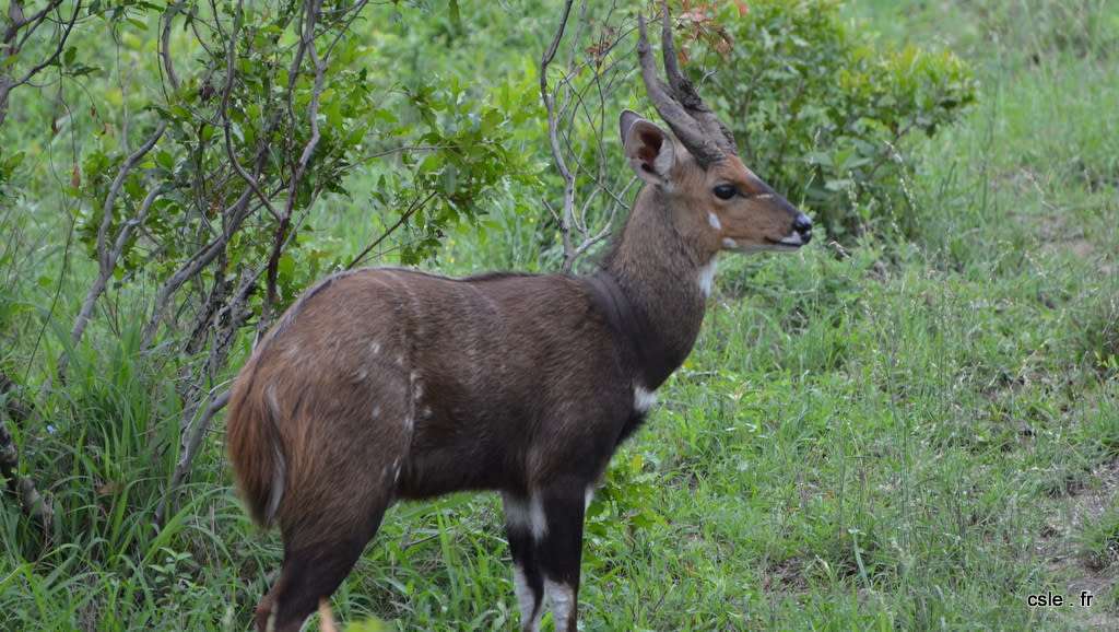 safari Afrique du sud
