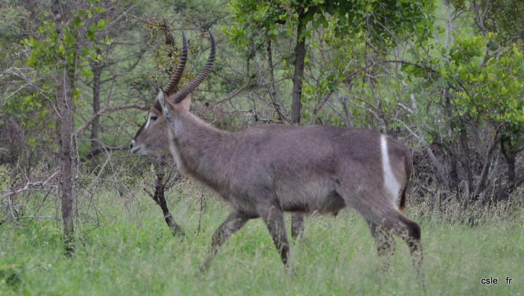 safari Afrique du sud (3)