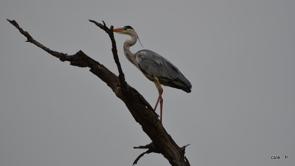 oiseau Afrique du sud safari (3)