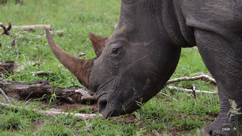 Rhinoceros – safari Afrique du sud (2)