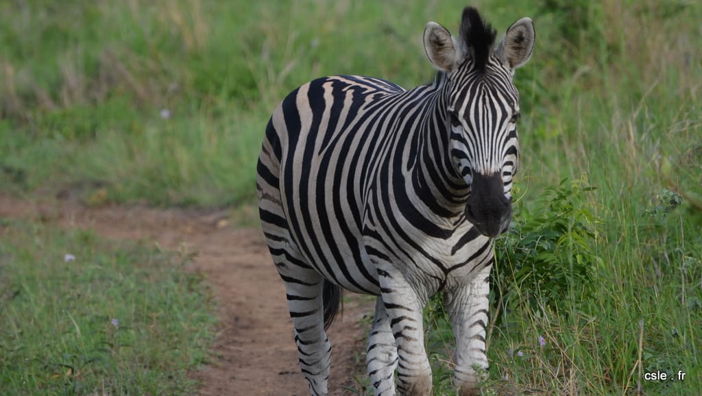 safari Afrique du sud – zèbre (2)