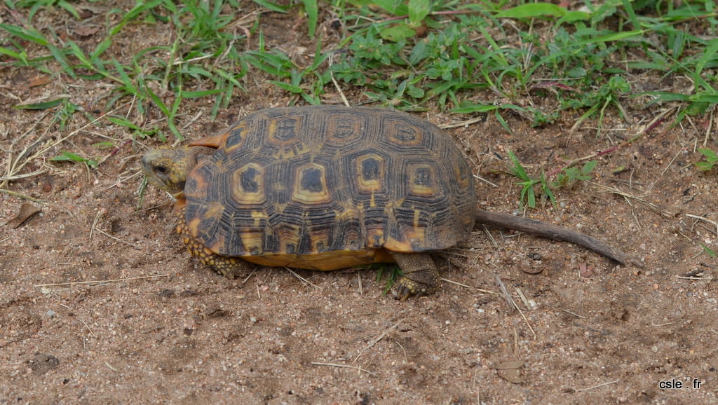 safari Afrique du sud – tortue