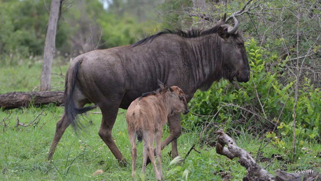 Safari Afrique du sud – gnou