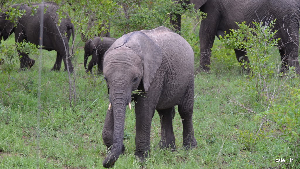 elephant – safari Afrique du Sud (10)