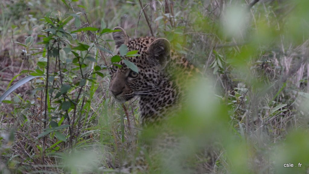 léopard bébé – safari afrique du sud sabi sand