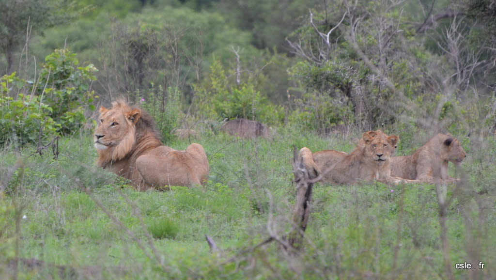 lion et lionnes – safari en afrique du sud